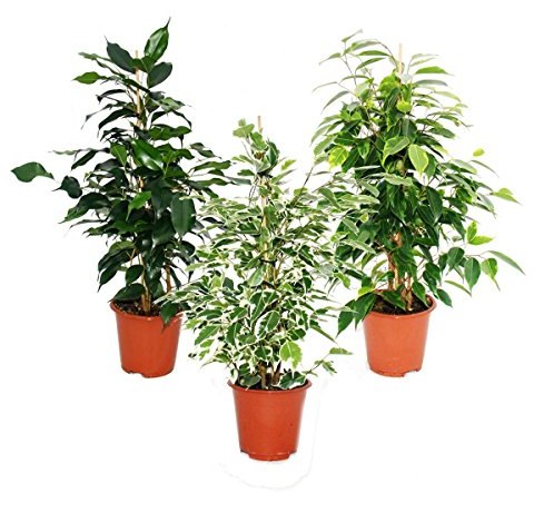 Ficus Benjamini - Set of 3 - Danielle - Anastasia - Twighlight 12cm pot