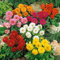 DALIA MISCUGLIO DI COLORI NR.50 SEMI