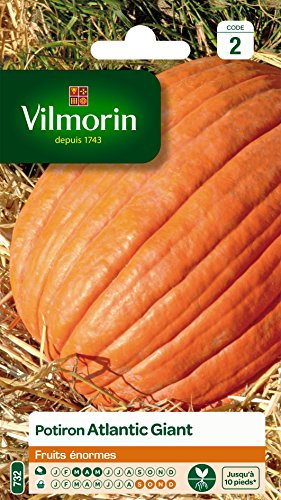 Vilmorin 3860442 Pack de Graines Potiron Atlantic Giant Fruits Enormes