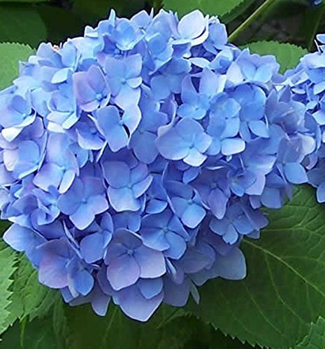 Hydrangea macrophylla 'Blue' 15cm Pot Size