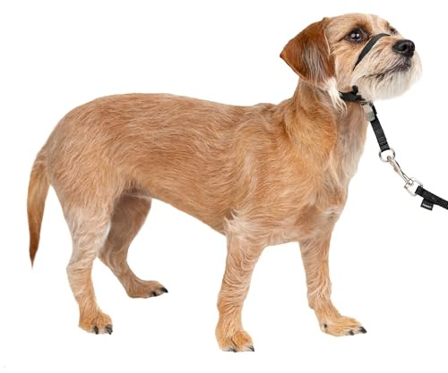 PetSafe Sanfter Führer Halsband mit Trainings-DVD