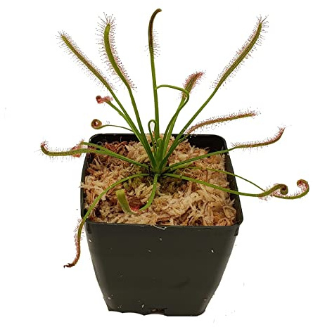 Cape Sundew - Drosera capensis - Carnivorous Plant 3 Pot