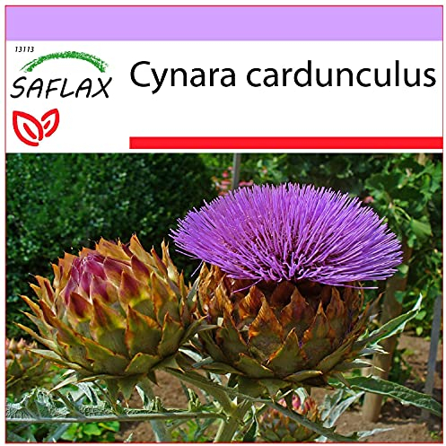 SAFLAX - Alcachofa silvestre - 50 semillas - Cynara cardunculus