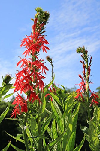 WASSERPFLANZEN WOLFF - 2er-Set - Lobelia cardinalis - Kardinalslobelie, rot - QUALITÄTSSTAUDEN durchwurzelt