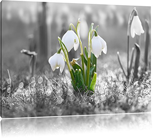 Pixxprint schöne Schneeglöckchen im Morgentau B&W, Größe: 100x70cm, Leinwandbild, fertig gespannt, Wandbild, Dekoration, Kunstdruck, kein Poster