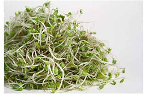 PREMIER SEEDS DIRECT - MICROGREEN/Sprouting Seeds - Broccoli RAAB - Organic (40 Grams)