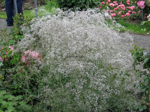 Staudenkulturen Wauschkuhn Gypsophila paniculata 'Schneeflocke' - Schleierkraut - Staude im 9cm Topf