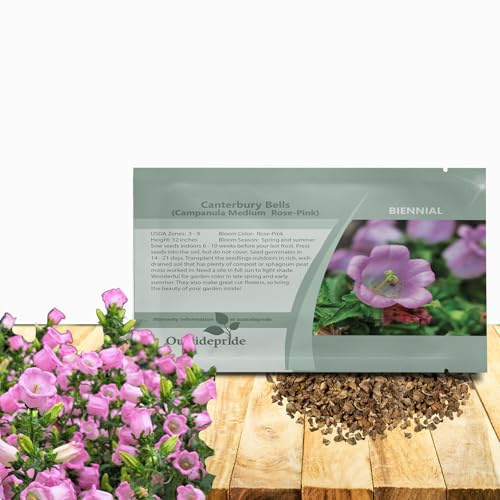 Outsidepride Rose-Pink Canterbury Bells Flower Seeds - 5000 Pcs Biennial Easy to Grow Cut Flower Garden Seeds with Charming Bell-Shaped Blooms for Floral Arrangements, Borders, & Cottage Gardens