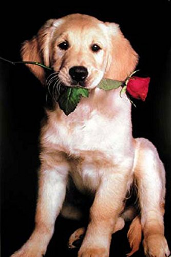 empireposter Hunde - Golden Retriever - Poster Foto Hunde - Größe 61x91,5 cm + 2 St Posterleisten Kunststoff 62 cm schwarz