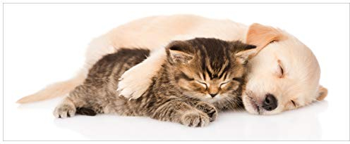 Wallario Glasbild Katze und Hund in Harmonie - Kuschelnde Tiere - 50 x 125 cm Wandbilder Glas in Premium-Qualität: Brillante Farben, freischwebende Optik