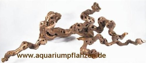 3 Weinreben 20-30 cm für Terrarium, Wurzel, Rebe