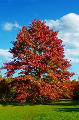 Pin Oak Tree - Fast Growing Hardwood - Live Plant Shipped 3 to 4 Feet Tall by DAS Farms