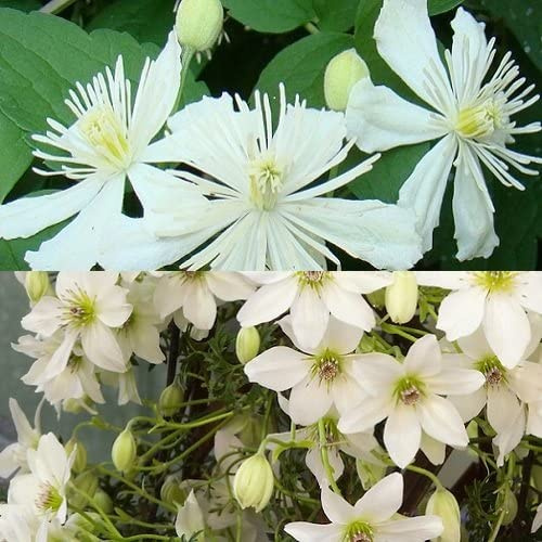 2 x Clematis Kletterpflanzen: Early Sensation (immergrün) & Summer Snow | Weiß, Mehrjährig & Winterhart | 2 x - 1,5 Liter Töpfe