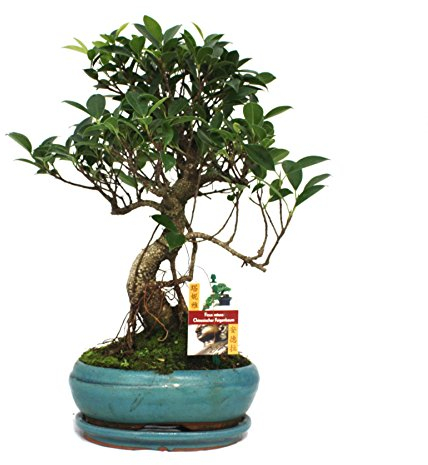 exotenherz - Fig chinois de bonsaï - Ficus retusa - 8 ans