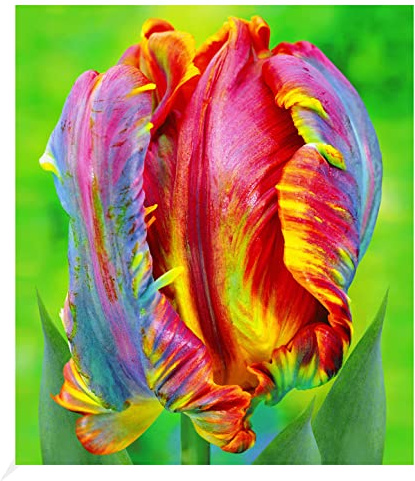 BALDUR Garten 8x Regenbogen-Tulpe 'Blumex®', Zwiebeln mit Umfang 11-12 cm | Tulipa, Blumenzwiebeln, pflegeleicht, winterhart, mehrjährig, blühend, Schnittblume, Tulipa Hybrid, Frühlingsblumen