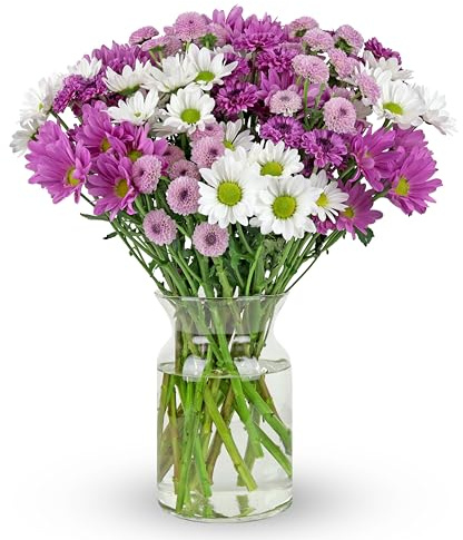 Benchmark Bouquets - Purple Daisies - Fresh Flowers for Delivery - Mothers Day Flowers for Mom - Mothers Day Gifts for Mom - Real Flowers in a Vase - Glass Vase Included (16 Stems)