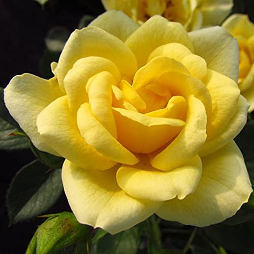 Happy Birthday - 5.5lt Potted Patio Garden Rose Bush - Bright Lemon Yellow, Repeat Flowering - Great Birthday Present