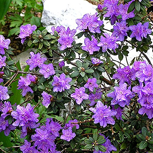 GardenersDream 1 x Rhododendron Ramapo Plant in Pot - Evergreen Flowering Shrub for Garden, Healthy and Live Potted Outdoor Plants - Low Maintenance Garden Ready Plant (15–25 cm)
