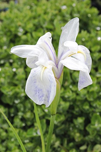 WASSERPFLANZEN WOLFF ~ Iris laevigata 'Snowdrift' - Sumpfschwertlilie, weiß - QUALITÄTSSTAUDEN - 2er Set in 9er Töpfen - winterhart
