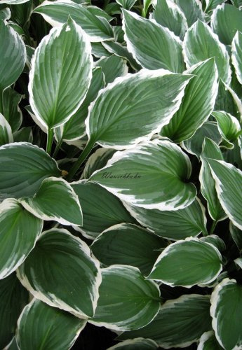 Staudenkulturen Wauschkuhn Hosta fortunei 'Albomarginata' - Weißrandfunkie - Staude im 11cm Topf