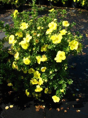 gelb blühender Fünffingerstrauch Potentilla Klondyke 30 cm hoch im 3 Liter Pflanzcontainer