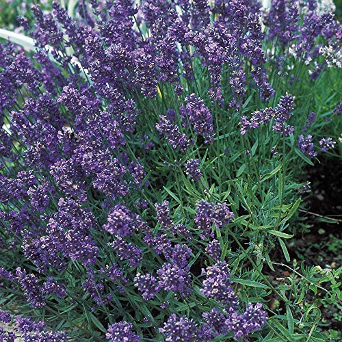 Suffolk Herbs - Lavender Munstead