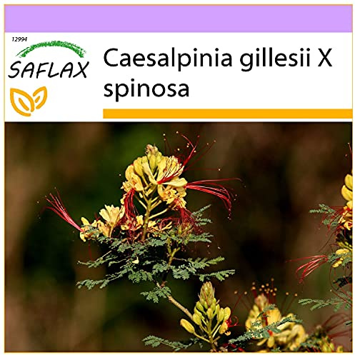 SAFLAX - Winterharter Pfauenstrauch - 10 Samen - Caesalpinia gillesii
