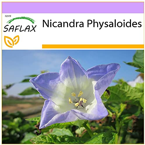 SAFLAX - Blaue Lampionblume - 100 Samen - Nicandra physaloides