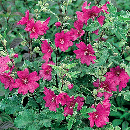 GardenersDream 3 x Lavatera 'Burgundy Wine' Tree - Mallow Semi-Evergreen Shrub Hardy Plant - Outdoor Garden Ready Flowering Shrub - Low Maintenance Outdoor Plant for Garden (9cm Pot, 20-30cm)