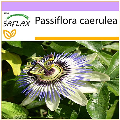 SAFLAX - Fiore della passione - 25 semi - Passiflora caerulea