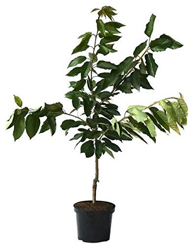 Große Prinzessin Süßkirsche kleinbleibender Kirschbaum Buschbaum ca. 110-140 cm auf GiSelA 5