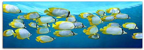 Paul Sinus Art Panoramabild auf Leinwand und Keilrahmen 120x40cm Karibik Meer Fischschwarm Unterwasser
