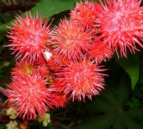 20 Seeds Ricinus Fire Red Castor Oil Plant Castor Bean Mamona Jada Arandi Higuerilla Palma Christi Herb Bulk Garden Flowers B6005