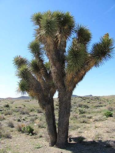 Yucca Brevifolia (Joshua Tree) resistenti alla siccità Evergreen Desert Palm Seeds