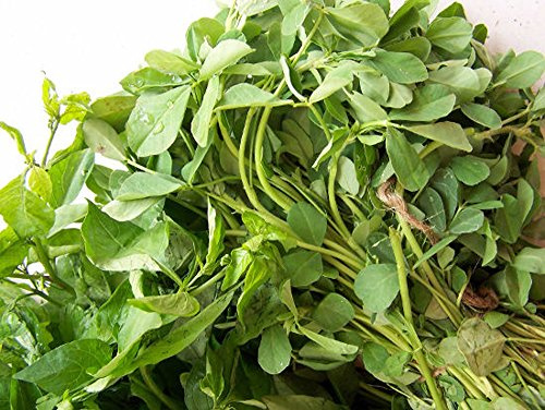 Fenugreek HERB Seeds, Heirloom, 500 Seeds, Healthy and Tasty HERB