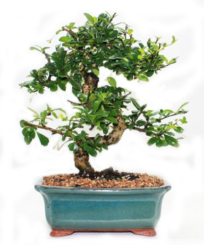 Indoorbonsaiandexotics Fukien Tea Bonsai Tree in 6inch Glazed Pot