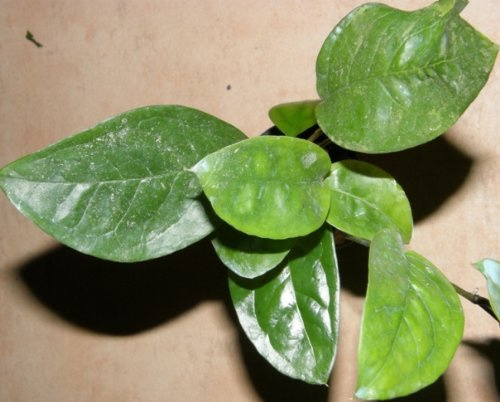 1 Topf Anubia nigeria, Neuheit, Rarität