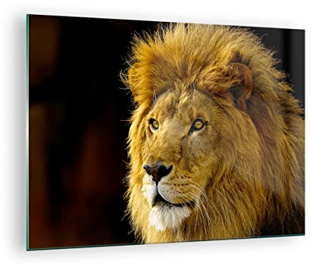 Bilder auf Glas Löwe Tiere Tierwelt Glasbild 70x50cm Wandbilder Dekoration Wohnzimmer Schlafzimmer Küche Deko Klein Wanddeko Bild im Glas Wand Kunstdruck Art Modern Wall Decor Glasdruck GAA70x50-1237