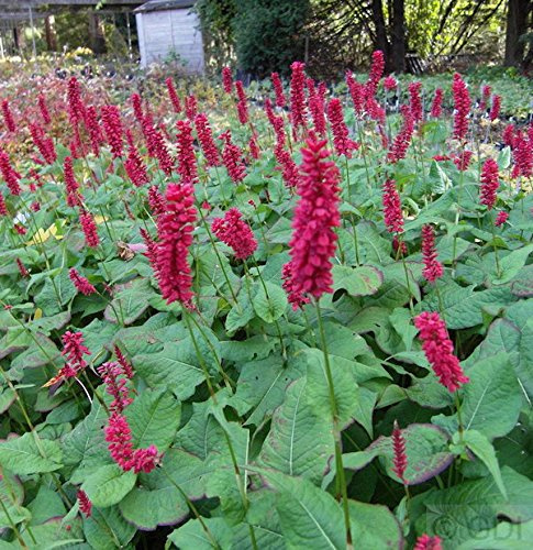 Bistorta amplexicaulis 'Inverleith' – Winterhart, Mehrjährig, Pflegeleicht – Kerzenknöterich – Staude für Beet & Rabatte