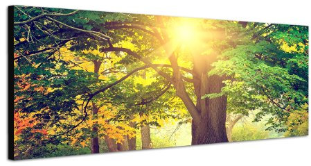 Park Baum Sonnenstrahlen 150x50cm Breitbild als Panorama auf Leinwand und Keilrahmen fertig zum aufhängen - Unsere Breitbild als Panoramaer auf Leinwand bestechen durch ihre ungewöhnlichen Formate und dem extrem detaillierten Druck aus bis zu 100 Megapixel hoch aufgelösten Panoramafotos. Damit garantieren unsere Bilder einen fantastischen Bildeindruck, leuchtende Farben und gestochen scharfe Details. Qualität aus Deutschland
