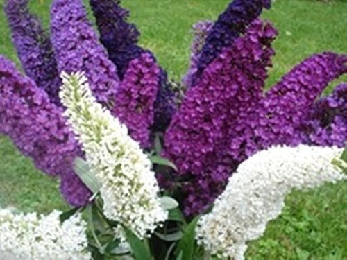 Arbusto semi estate lilla Mix (Buddleja davidii) - Butterfly Bush - Orange-eye