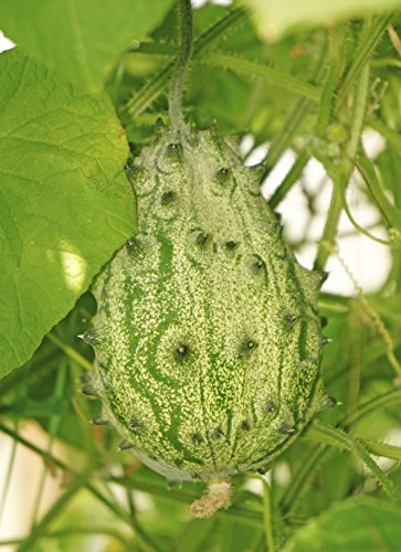 Seedeo® Stachelgurke Kiwano (Cucumis metuliferus) 10 Samen BIO