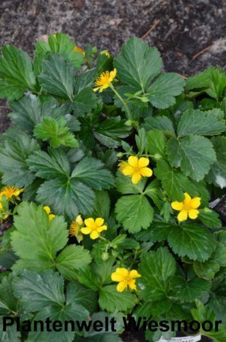 Waldsteinia ternata 15-20 cm breit Topfballen 1 VE = 10 Pflanzen | Immergrün, winterhart & pflegeleicht – bodendeckend und bienenfreundlich, ideal für Unterpflanzung & Beet