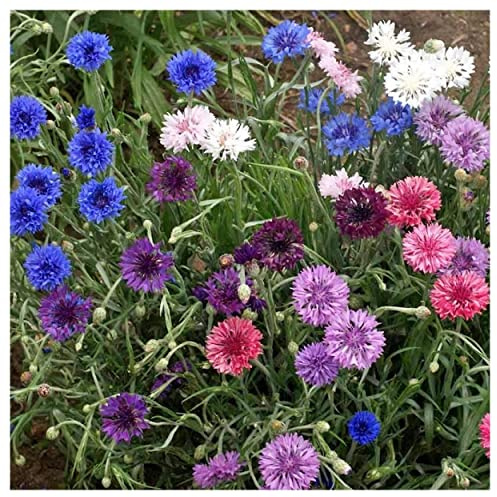 Everwilde Farms - 1/4 Lb Polka Dot Dwarf Cornflower Wildflower Seeds - Gold Vault