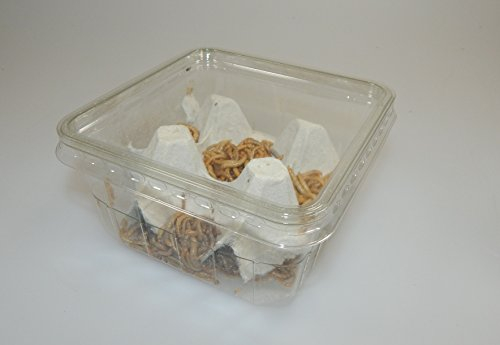 Mehlwürmer lebend 50 g Dose + 20 g Extra, SAHAWA Aufzuchtfutter Vogelfutter, Proteinfutter für Igel, Reptilien, lebende Mehlwürmer