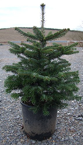 Nordmanntanne im Topf gewachsen Weihnachtsbaum zum Einpflanzen (60-80cm)