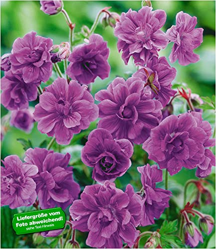BALDUR Garten 2x Winterharte Geranie 'Blaue Birch Double®', Knollen in Größe I, winterharte Staude mit gefüllten Blüten, anspruchslos, robust und pflegeleicht, lange Blütezeit von Sommer bis Herbst