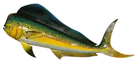 Replik Mahi 71,1 cm Salzwasser Angeln Wanddekoration