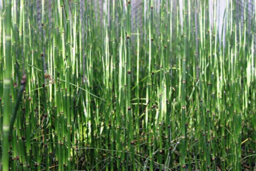 2er-Set - Equisetum japonicum - Japanischer Schachtelhalm - Zinnkraut - Wasserpflanzen Wolff