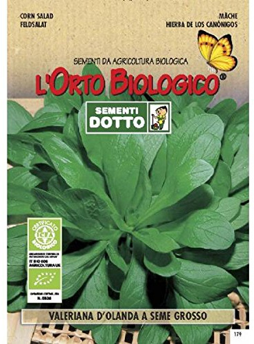 Semi biologici di Valeriana D'Olanda Seme Grosso